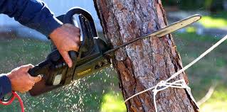 Best Tree Risk Assessment  in Hunters Creek Village, TX