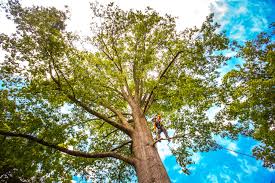 Best Tree Cabling and Bracing  in Hunters Creek Village, TX
