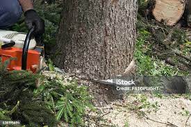 Best Pest Control for Lawns  in Hunters Creek Village, TX