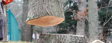 Best Emergency Tree Removal  in Hunters Creek Village, TX