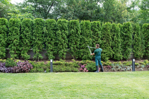 Best Arborist Consultation Services  in Hunters Creek Village, TX