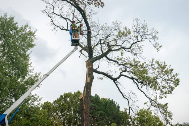 Best Firewood Processing and Delivery  in Hunters Creek Village, TX