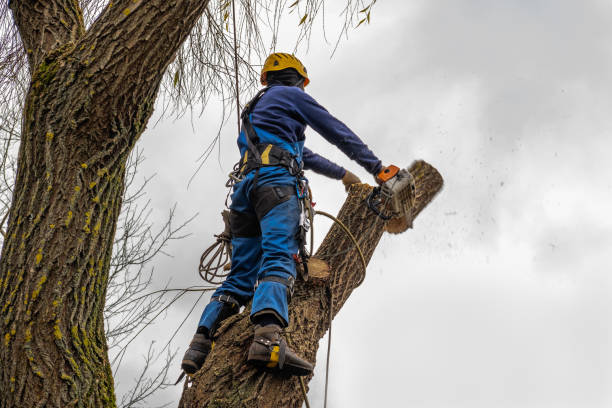 Best Arborist Consultation Services  in Hunters Creek Village, TX