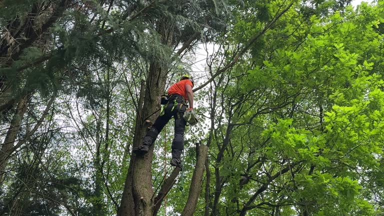 Best Tree Health Inspection  in Hunters Creek Village, TX