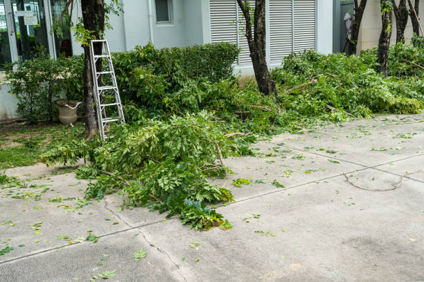 Best Fruit Tree Pruning  in Hunters Creek Village, TX