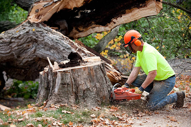 Best Tree Health Inspection  in Hunters Creek Village, TX