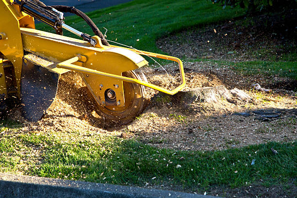  Hunters Creek Village, TX Tree Services Pros