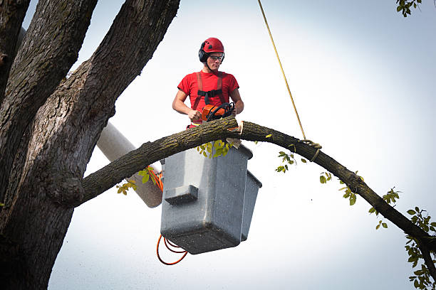 Best Tree and Shrub Care  in Hunters Creek Village, TX